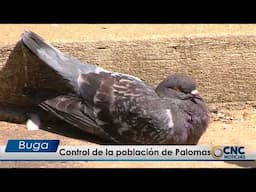 Control de la población de Palomas en Buga