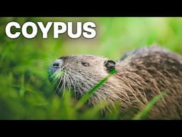 Our Alien Animal: Coypus | Invasive Species