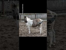 Das passiert wenn Zebra und Pferd sich paaren! 😳 #hybridtiere