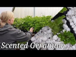 It's Time to Propagate Pelargonium! A in depth tutorial // Get more for less $$$