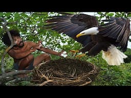 Come to see bushman steal eagle age by his skill with survival life