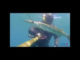 pescasub short | BARRACUDA all'aspetto  #spearfishing #pescasubmarina #fishing #pescasubacquea #fish