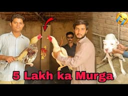 5 Lakh ka Aseel Murga pasand a gya || Dog ky attack sy bach gy