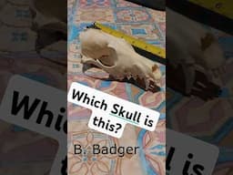 What SKULL is this?  #wildlife #ukwildlife                       Wildlife Question of the Day (4)