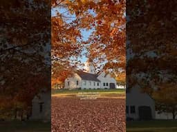 This is Promontory Point in Chicago 🍂#chicago #fall #chicagopark #vlog