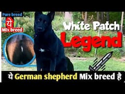 The WHITE SPOT on Your German Shepherd's Chest EXPLAINED!