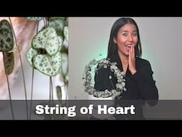 String of Hearts care and propagation | How to easily take care of your String of Hearts plant