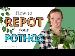 Repotting Pothos Plants: A Step-by-Step Guide for Beginners!