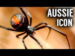 The Secret Life of Australia's Most FAMOUS Spider: The Redback