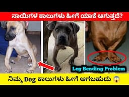 Dog Leg Bending problem Solution | ನಾಯಿಗಳ ಕಾಲುಗಳು ಹೀಗೆ ಯಾಕೆ ಆಗುತ್ತದೆ? |