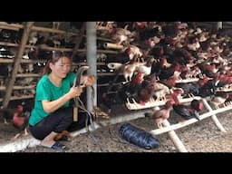 Free range chicken farming, how to make a trellis for chickens to perch. ( Ep 311 )