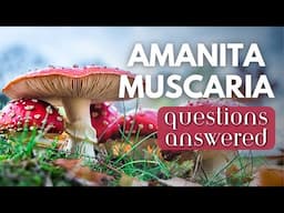 Amanita Muscaria Q&A