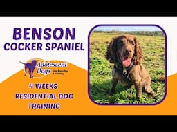 Benson the Cocker Spaniel | 4 Weeks Residential Dog Training