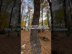 One of the biggest forests in Lebanon 🇱🇧واحدة من اكبر الغابات في لبنان  #shorts