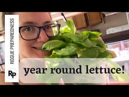 Grow Lettuce Year-Round with THIS One Simple Trick!