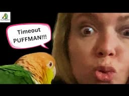 Puffman Caique Attacked Huge African Grey Parrot!