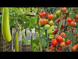 Bottle Gourd tunnel farming, tomato vertical farming at home