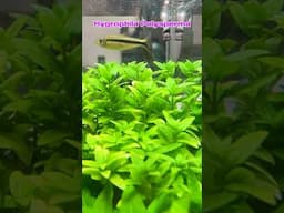 Plant Profile: Hygrophila Polysperma🌱#aquaticplants #aquaticplant #aquariumplants #fishtank #ntlabs