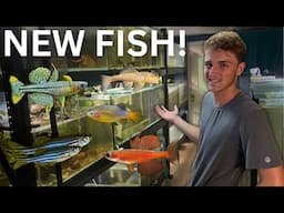 Stocking My Fish Room with New Fish to Breed for Profit!