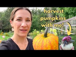 Harvesting Pumpkins 🎃 & Making dried flower pumpkins! / Nicole's Garden