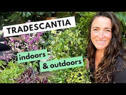 Tradescantia Care - Indoor and Outdoor Growing Tips | Plant Tour My Tradescantia