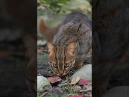 Our adventurous little Kuda loves to explore his surroundings 🐾 #rustyspottedcat #smallcat