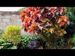 Transforme seu jardim com estas plantas de folhagens coloridas, plantas muito ornamentais