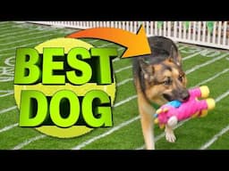 German Shepherd Competes in Dog Agility Courses + Tries Dog Toys! | Ultimate Pet Playbook