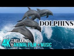 Amazing Dolphins in the Ocean Depths | 4K HDR Relaxing Underwater Serenity with Calming Music