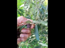 MINI VLOG HARVESTING OF OLIVES IN ITALY 🫒 PANEN OLIVE / BUAH ZAITUN Dekat Rumah + Resep