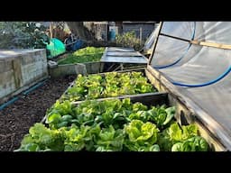 Well stocked up for winter ~ mid-November allotment tour