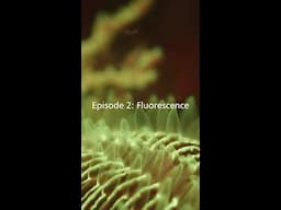 Underwater Photography Tutorials with Jacob Guy - Episode Two - Fluorescence