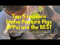 Is Idaho Pasture Pigs (IPPs) the best breed to get?