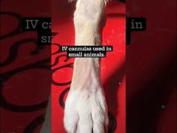 Commonly used IV cannulas in dogs, cats | Vet Visit #shorts