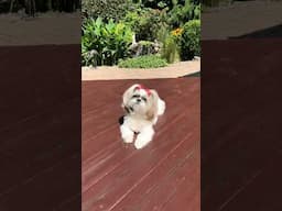 Shih Tzu Dog’s Cute Wiggly Walk on the Trail 🌿🌳 #shorts #shihtzu #youtubehighfive