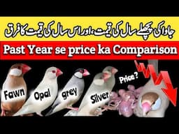 All java sparrow price update and one year price difference