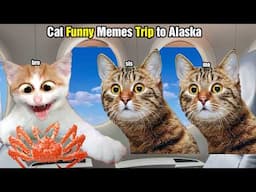 Cat Funny Memes Trip to Alaska