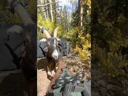 I love exploring the woods with my pack goats and dogs!