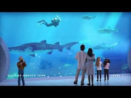 Inside Mote Science Education Aquarium: Virtual Tour