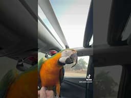 Macaw flys OUT DRIVING CAR SUNROOF and flys away into the skies!