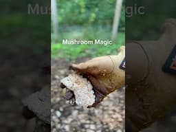 Growing edible mushrooms in my garden. Wood chip bed into long lasting food! #growingmushrooms