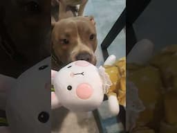 Pitbull Vs New Toy