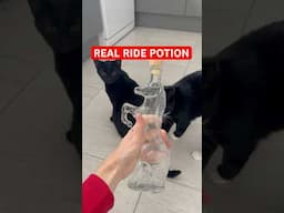 Giving Adopt Me Ride Potion To MY KITTENS! #roblox #adoptme #shorts