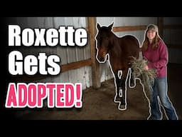 Roxette Gets ADOPTED! - Horse Plus Happenings Vlog #36 | 11-25-2024