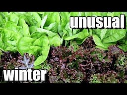 An Unusual Winter Gardening Season