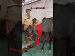 Sahiwal Cows in Hyderabad Dairy