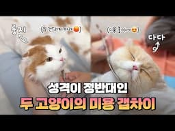 예민한 고양이 VS 무던한 고양이의 극과 극 미용 리액션...