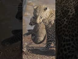 Leopard with 2 little cubs 😍 #leopard #cubs #maasaimara #bigcats #bahati