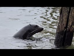 Seal time at the beach