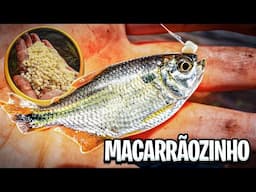 MACARRÃOZINHO DE PESCA - FAZENDO E PESCANDO - MELHOR ISCA PARA PESCARIA DE LAMBARIS